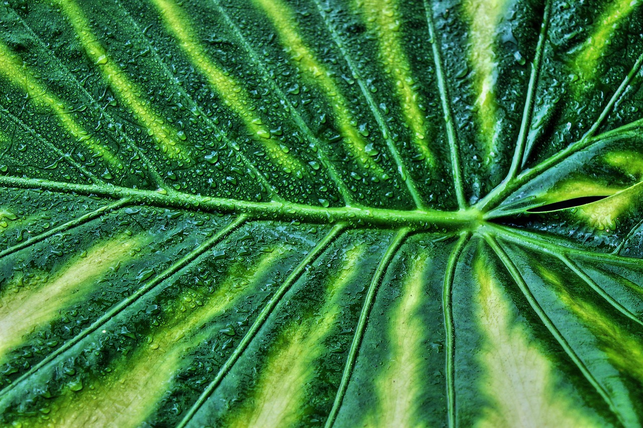 découvrez notre sélection de plantes faciles d'entretien, idéales pour les jardiniers débutants ou ceux qui manquent de temps. transformez votre espace vert avec des variétés robustes et peu exigeantes qui apportent de la beauté sans le stress du jardinage.